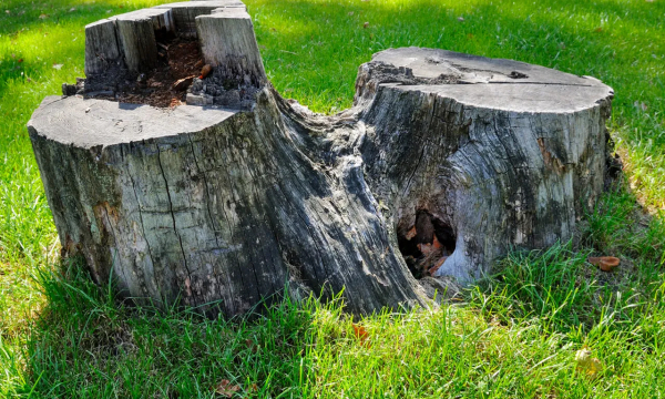 Останется одна труха: легкий способ избавиться от пня на участке